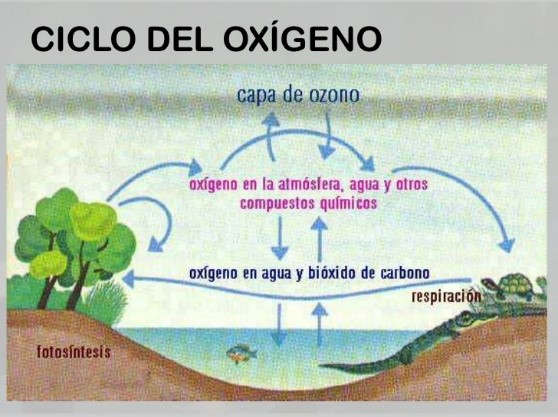 Ecologia Y Medio Ambiente Ciclos Atmosfericos Gaseosos