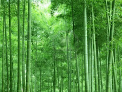 bamboo forest wallpapers tree backgrounds desktop chinese computer tag ppt paos wallpapersafari xs background wallpaperaccess flowers animals code