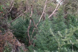 Στον εισαγγελέα για το πιστολίδι στη μεγάλη φυτεία στο Αμάρι - Ψάχνουν κι άλλους εμπλεκόμενους