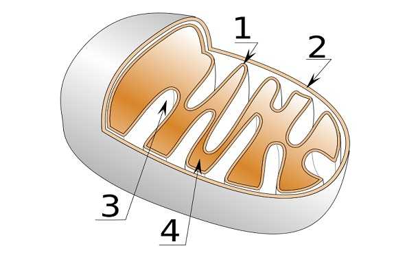 What-is-Mitochondrion-Definition-ما-هو-تعريف-الميتوكوندريون