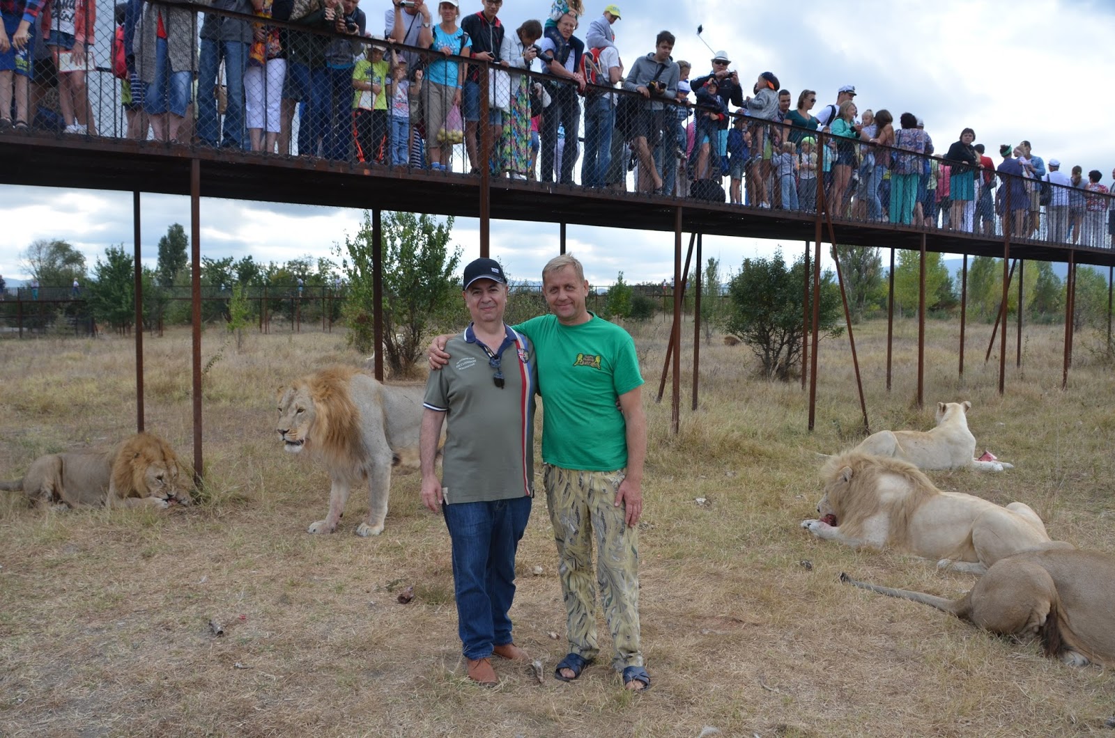 ялтинский зоопарк львы с олегом зубковым. тайган велес. парк львов тайган и зубков. лев чук тайган.