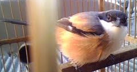 Inilah Ciri-Ciri Burung Cendet Madura Gacor | Bang Kicau Ng