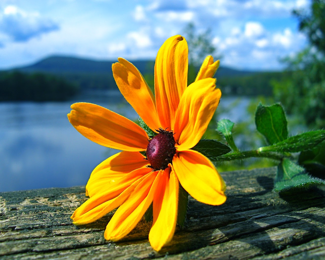 Yellow Flower|http://refreshrose.blogspot.com/