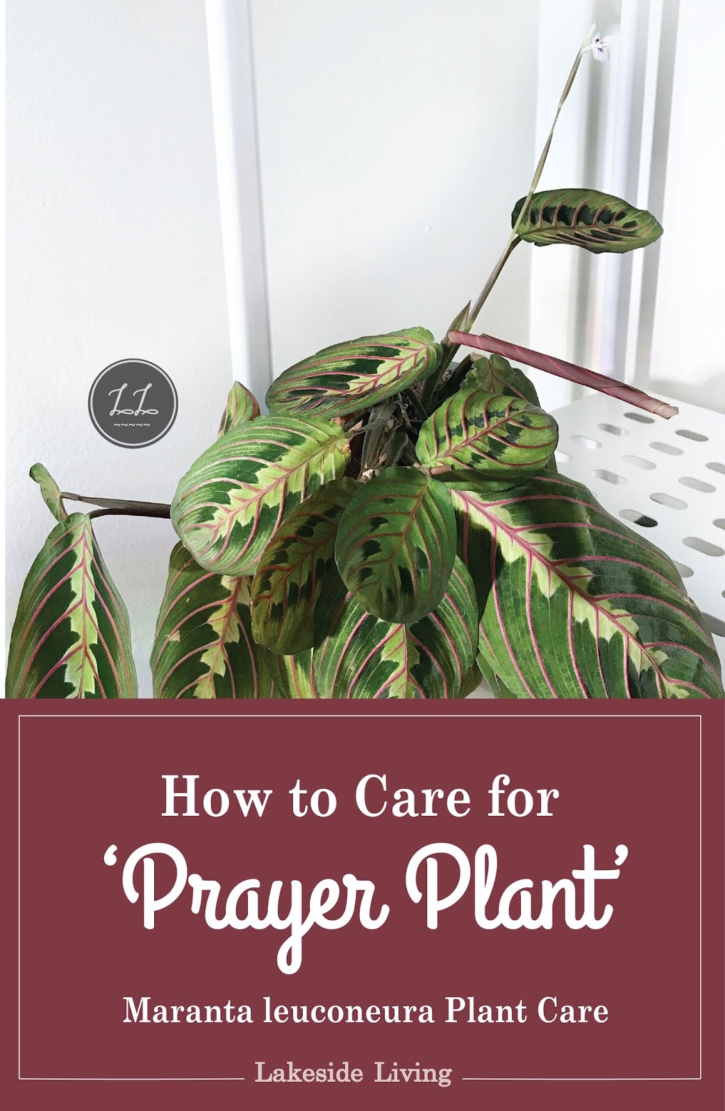 How to Grow a Happy Prayer Plant