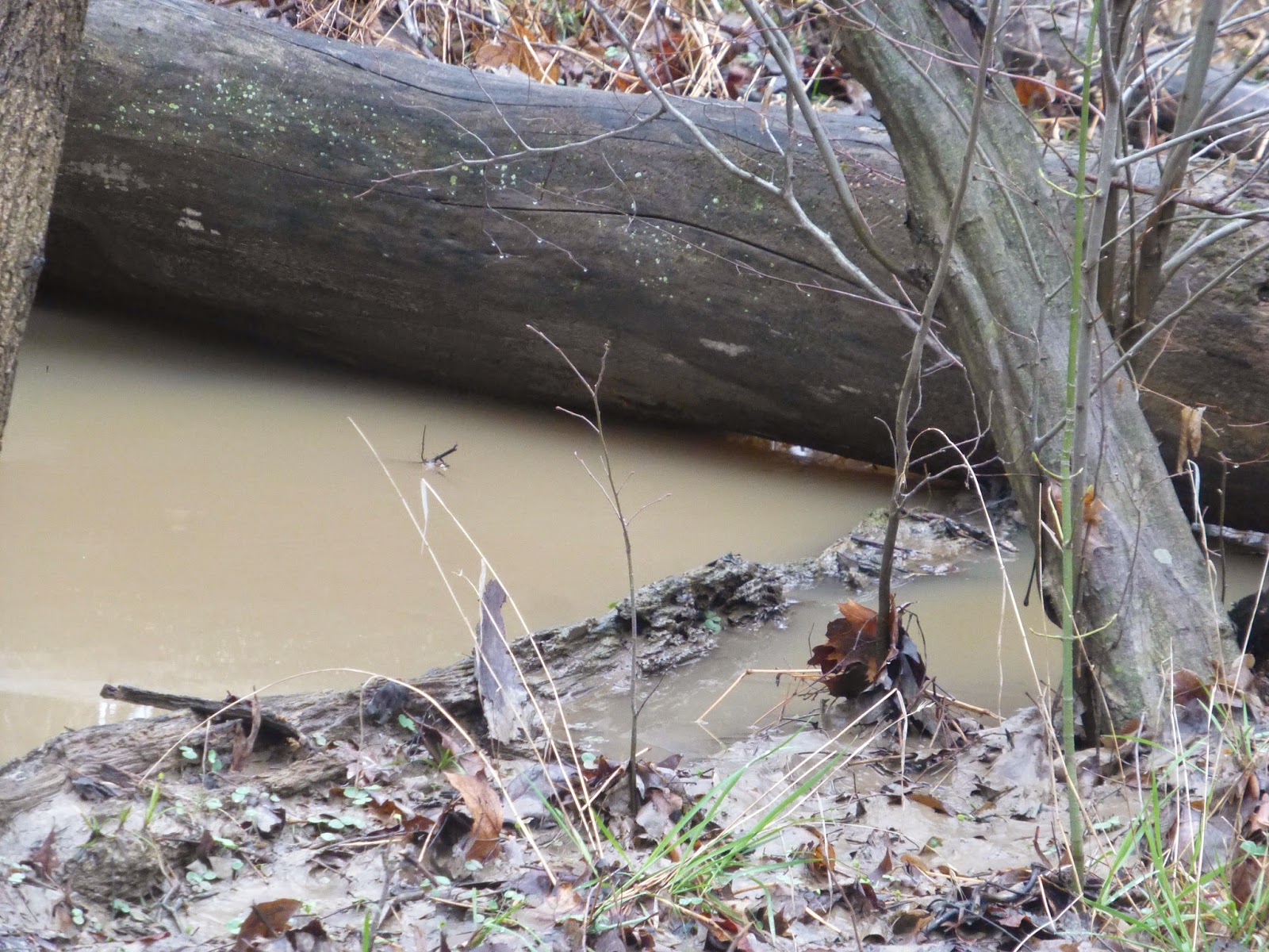 Cottonwood Pond: Rushing Water