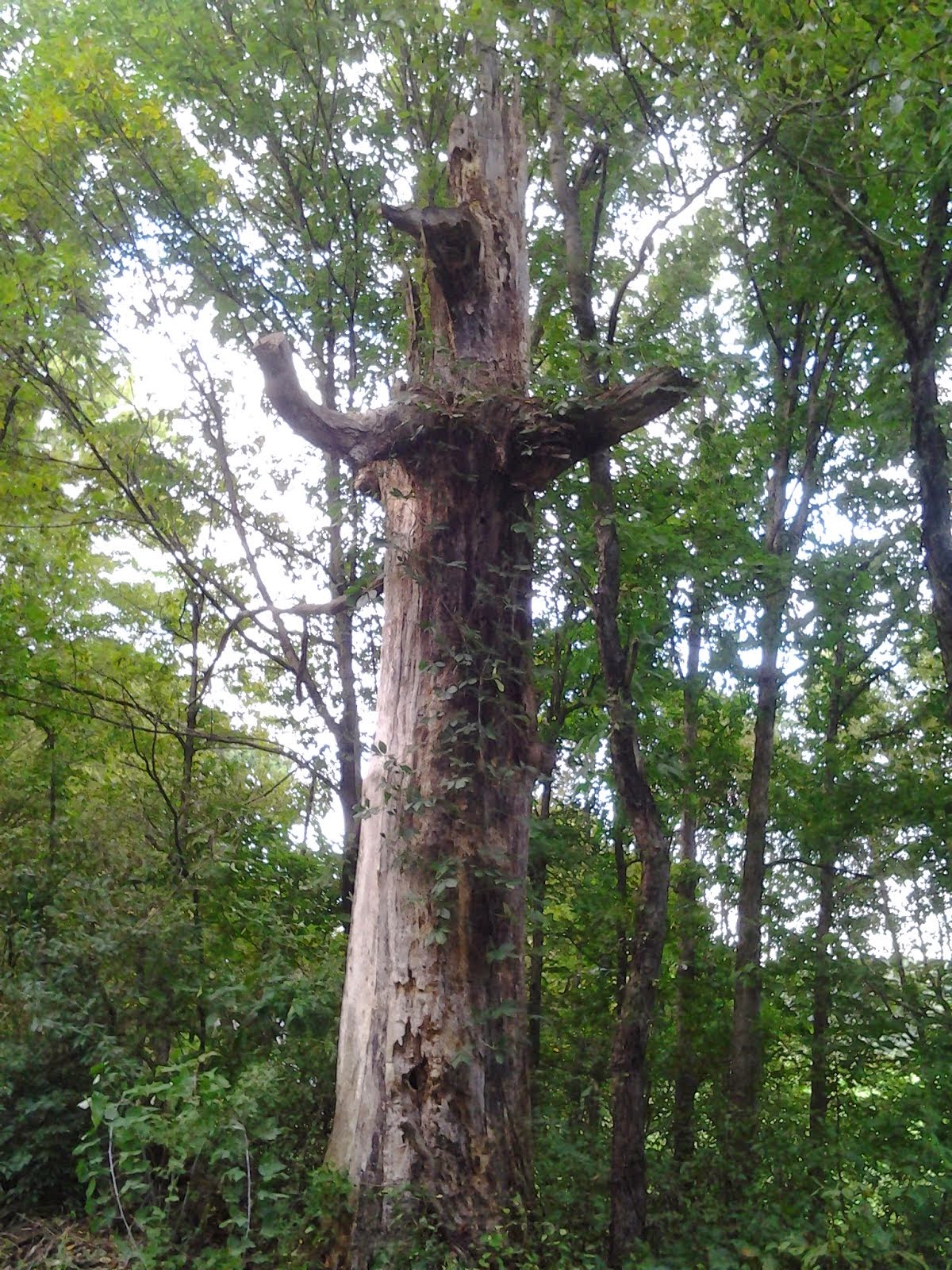 Ghostly tree PA