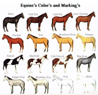 Coat Color Genetics in Horses