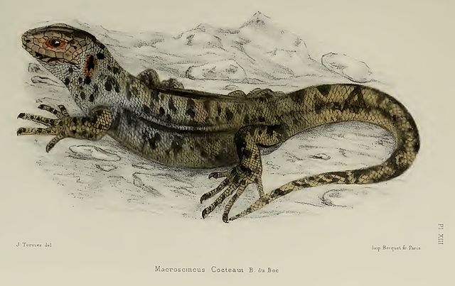 قائمة الحيوانات المنقرضة في آخر 100 سنة :  Giant Skink (Macroscincus coctei) سحلية  640px-Macroscincus_coctei003