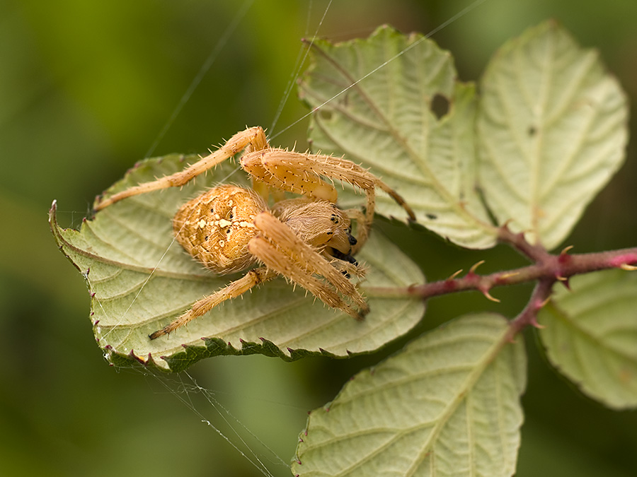 naturaleza en La Villa: julio 2011
