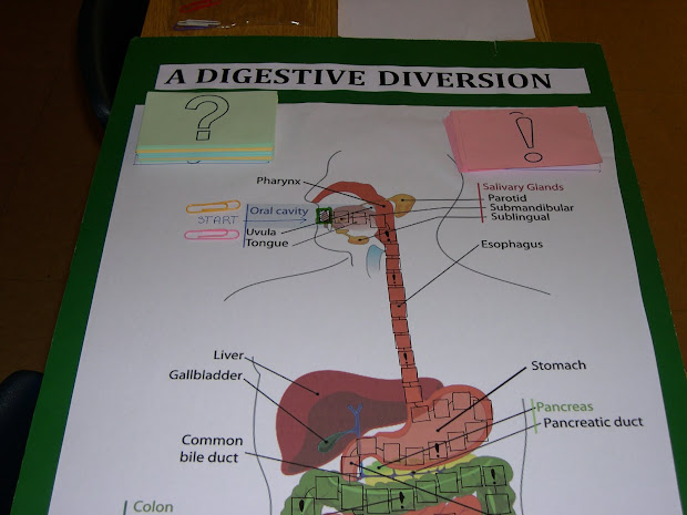 Gizmos Digestive System Answers - Student Exploration Digestive System
