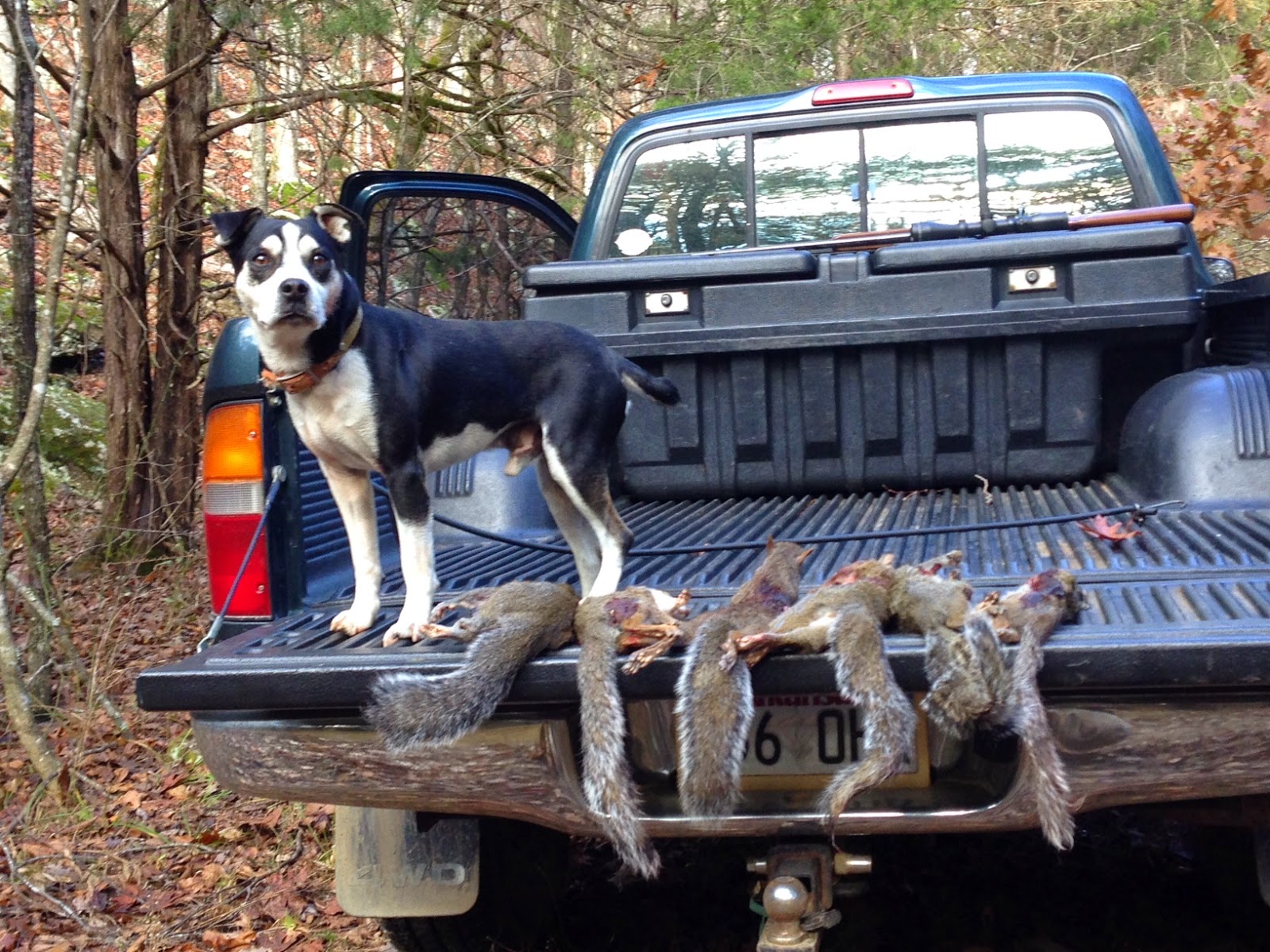 Galla FeistSquirrel Dog Hunting Photo Gallery Paying It Forward