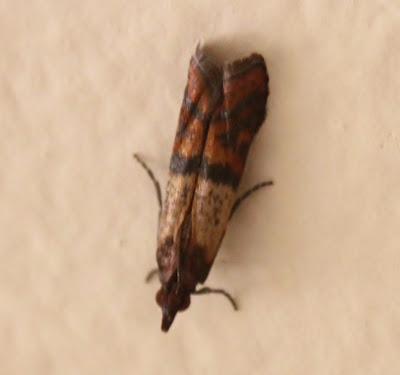 Plodia interpunctella, Moth - Alive