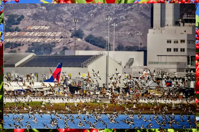 Bay Area Bird Watching: Flock of Avocets at San Francisco Airport