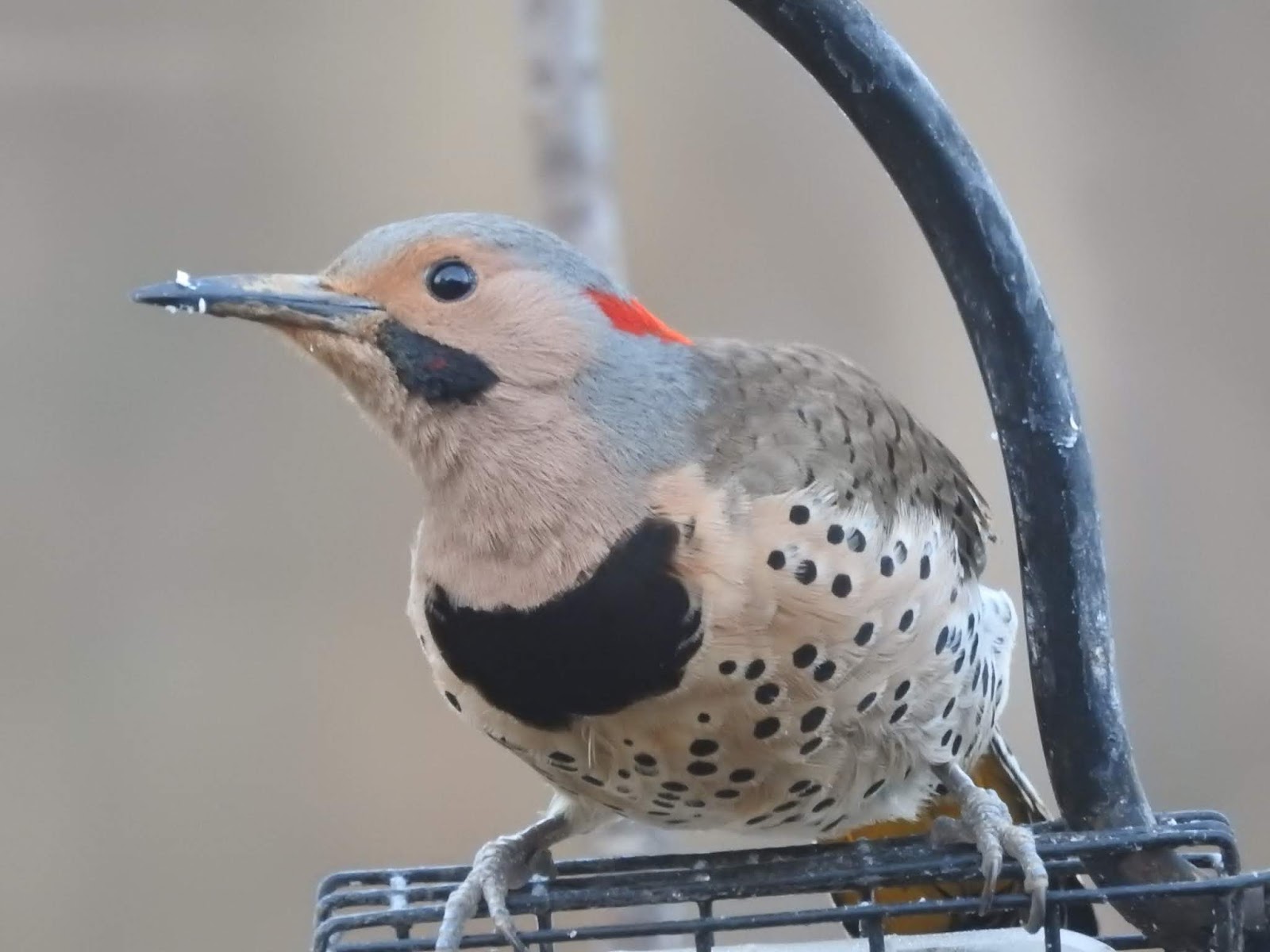 Richard's Kentucky Bird Tracks Kentucky Birds Of Springtime 2019
