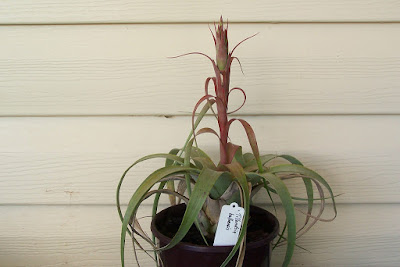Grow and care Tillandsia belloensis air plants