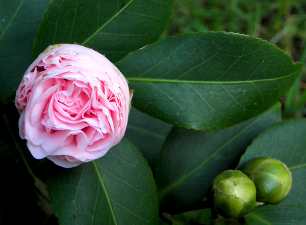 Camellia bud opening, with two closed buds