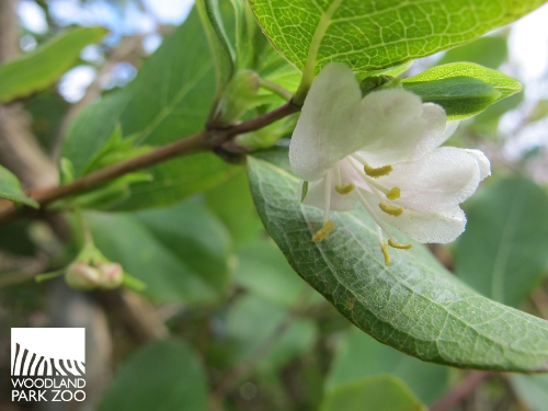 Purple Podded Peas 100 Flowers 002 Winter Honeysuckle