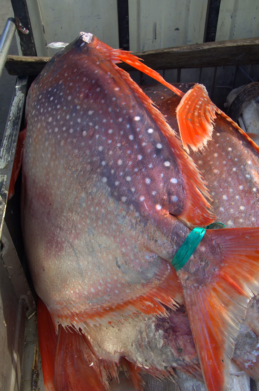 Gensan, Tuna Pride of the Philippines >>> Lakat