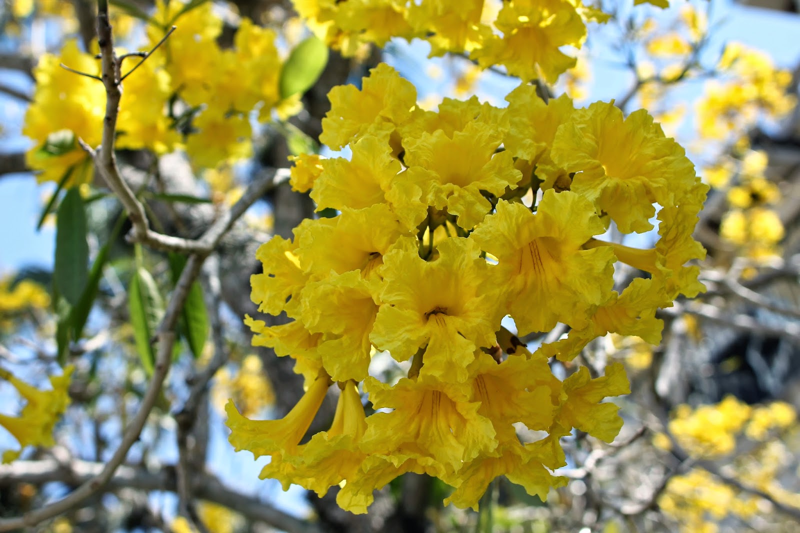 Southwest Daily Images Golden Trumpet Trees!