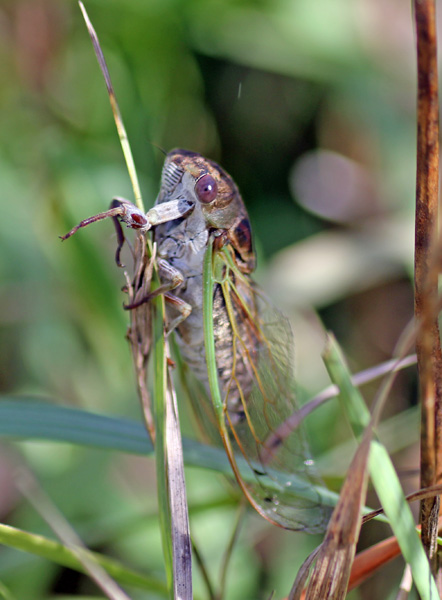Dog Day Cicada Habitat Dog Day Cicada Habitat
