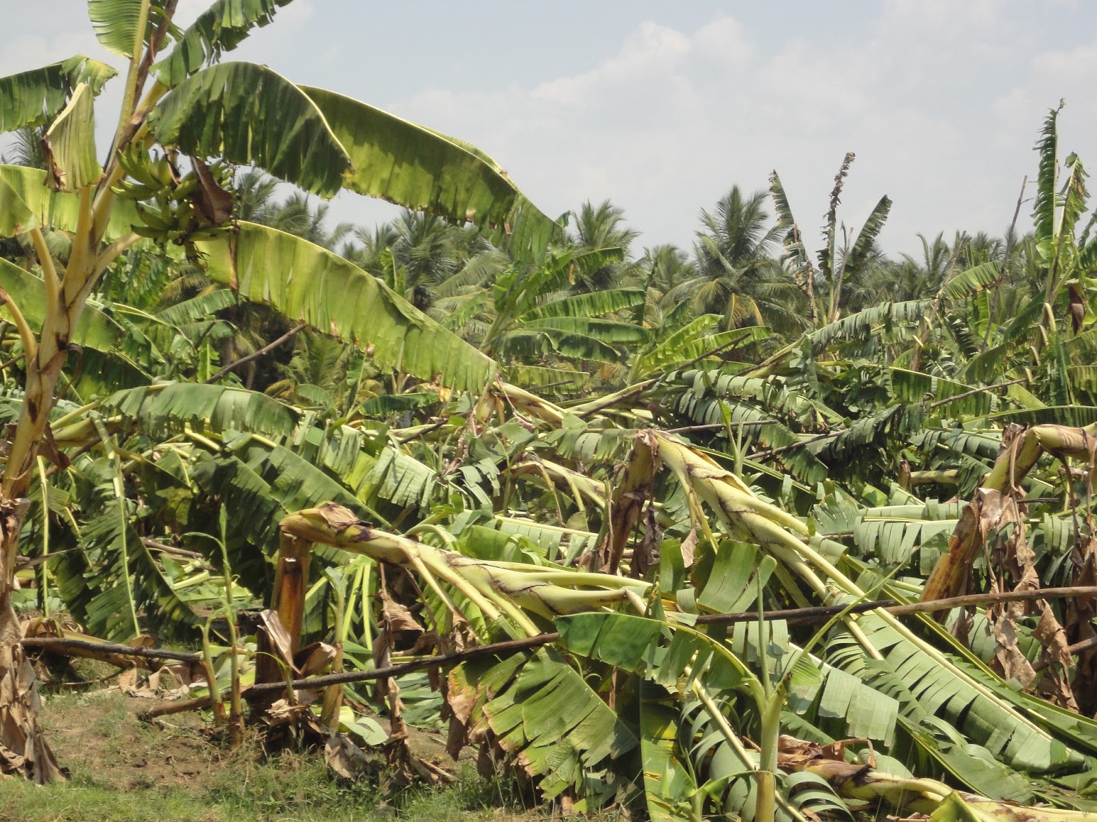 NGO News blog, NewsLine Strong Winds struck standing Banana trees in