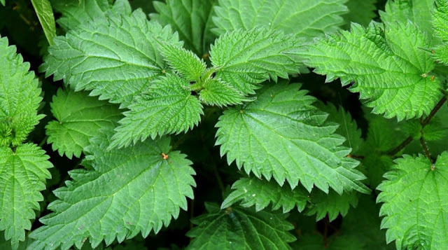 5 Benefits of Nettle Leaves from Treating Acne Until Expelling Dandruff