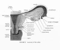 anatomy tuba