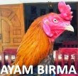 Ciri Ayam Birma Asli