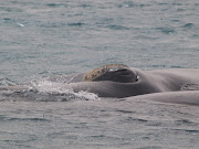 Ballena Franca Austral (Southern Right Whale) Eubalaena australis pb 