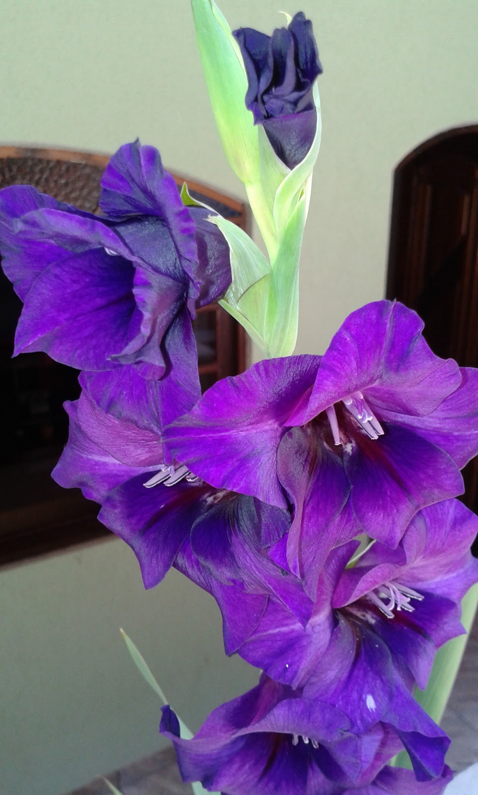 Flor de Maio: Gladíolo Roxo ou Palma de Santa Rita