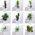 مجموعة رائعة من نباتات اليوكا والدراسينا بالاسماء العلمية 