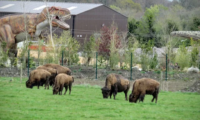 Tayto Park - Herd of Buffalo
