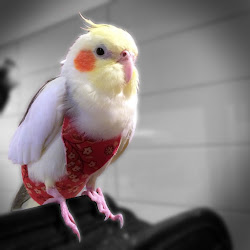 suit flight birds bird