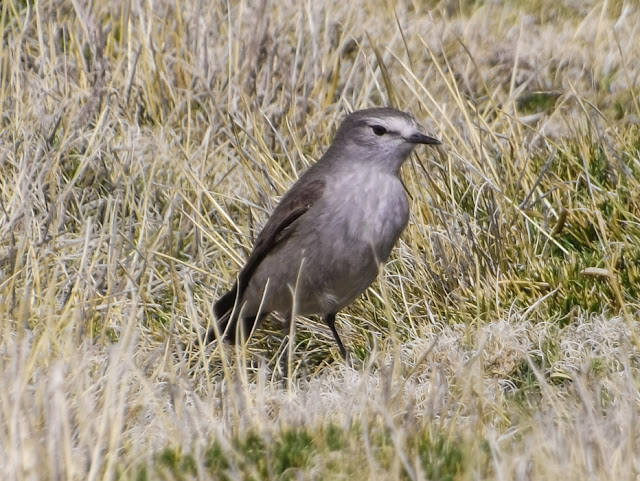 Aves de Arequipa y el Peru by Robert Rodriguez Muscisaxicola albilora