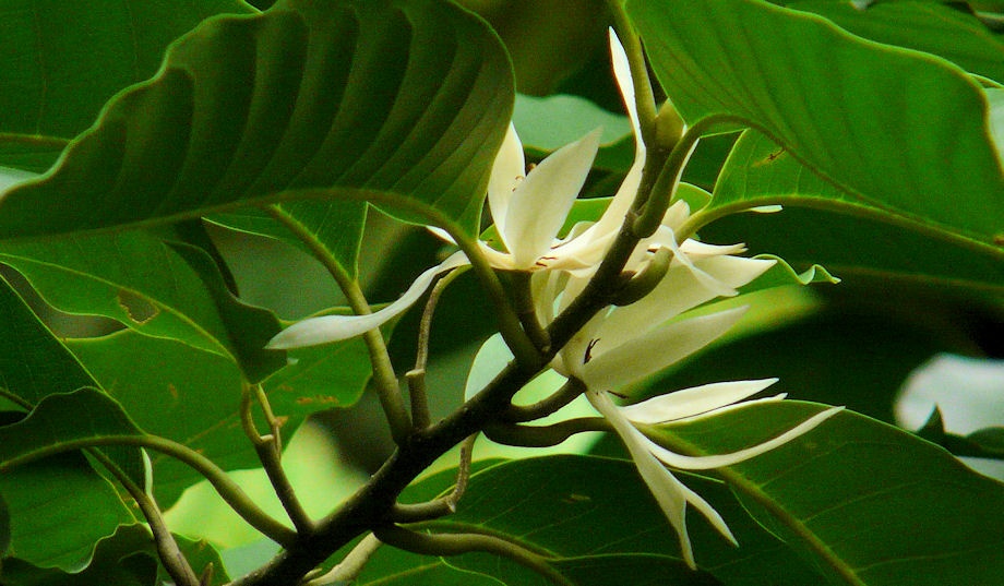 Gambar Bunga Cempaka Yang Indah | Kumpulan Gambar