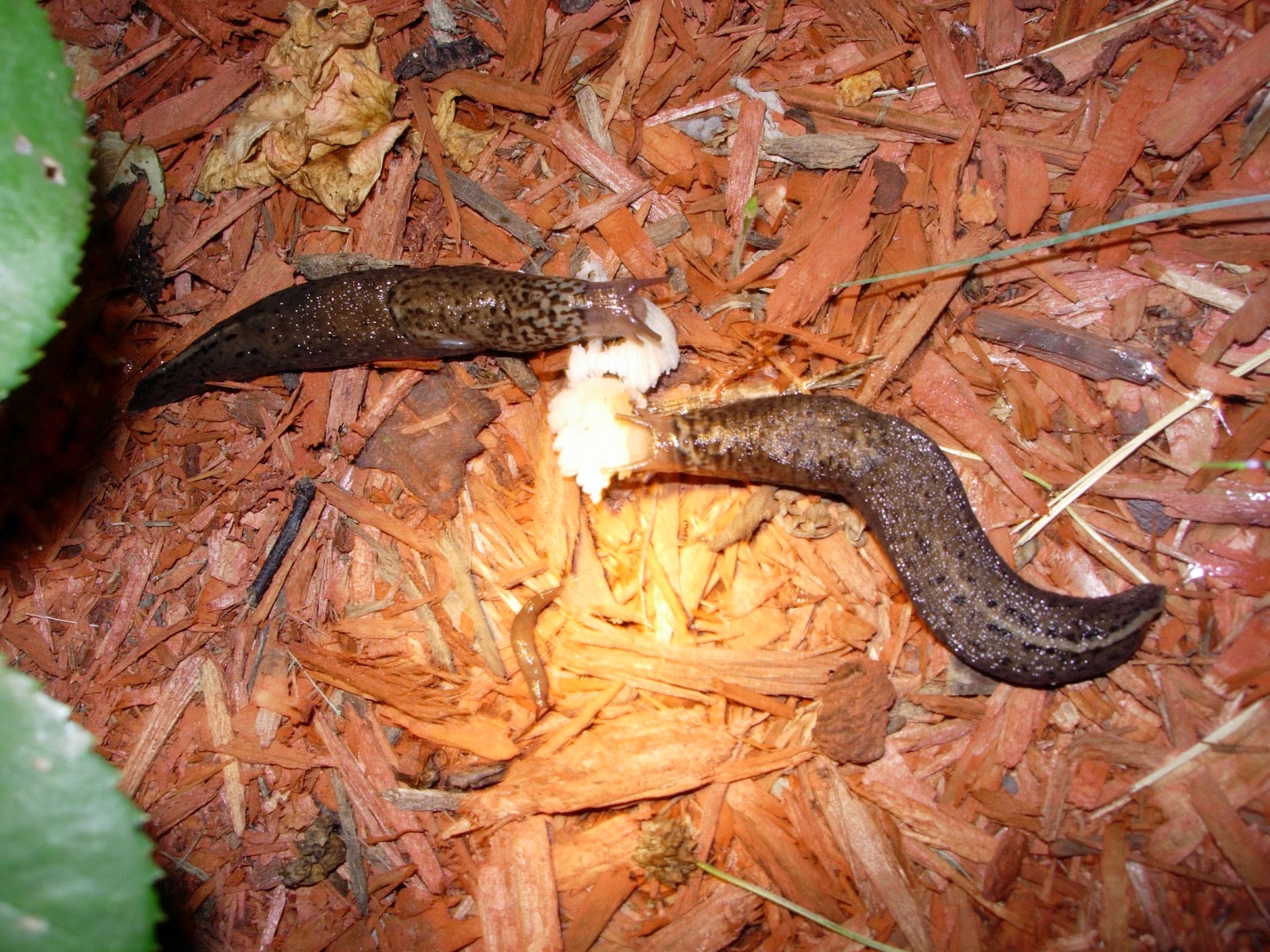 Capital Naturalist by Alonso Abugattas: Leopard Slug