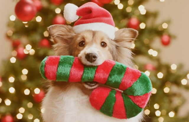 Festive favorites can seriously harm your pets.