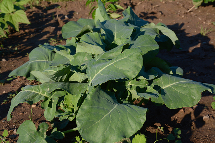 Gardening; broccoli | My Darling Days Gardening; broccoli | My Darling Days