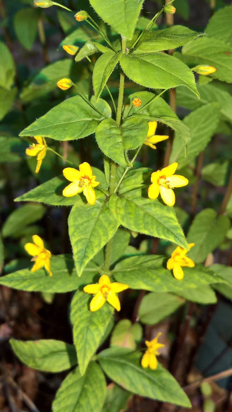 South Jersey Native Plants
