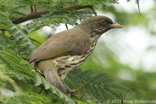 Palmchat