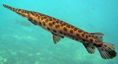 Kisaran Harga Ikan Aligator Tahun 2016 -2017 Kisaran Harga Ikan Aligator Jenis Florida Gar