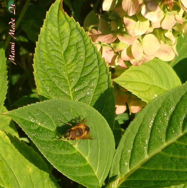 Garden Greetings - Gartengrüße