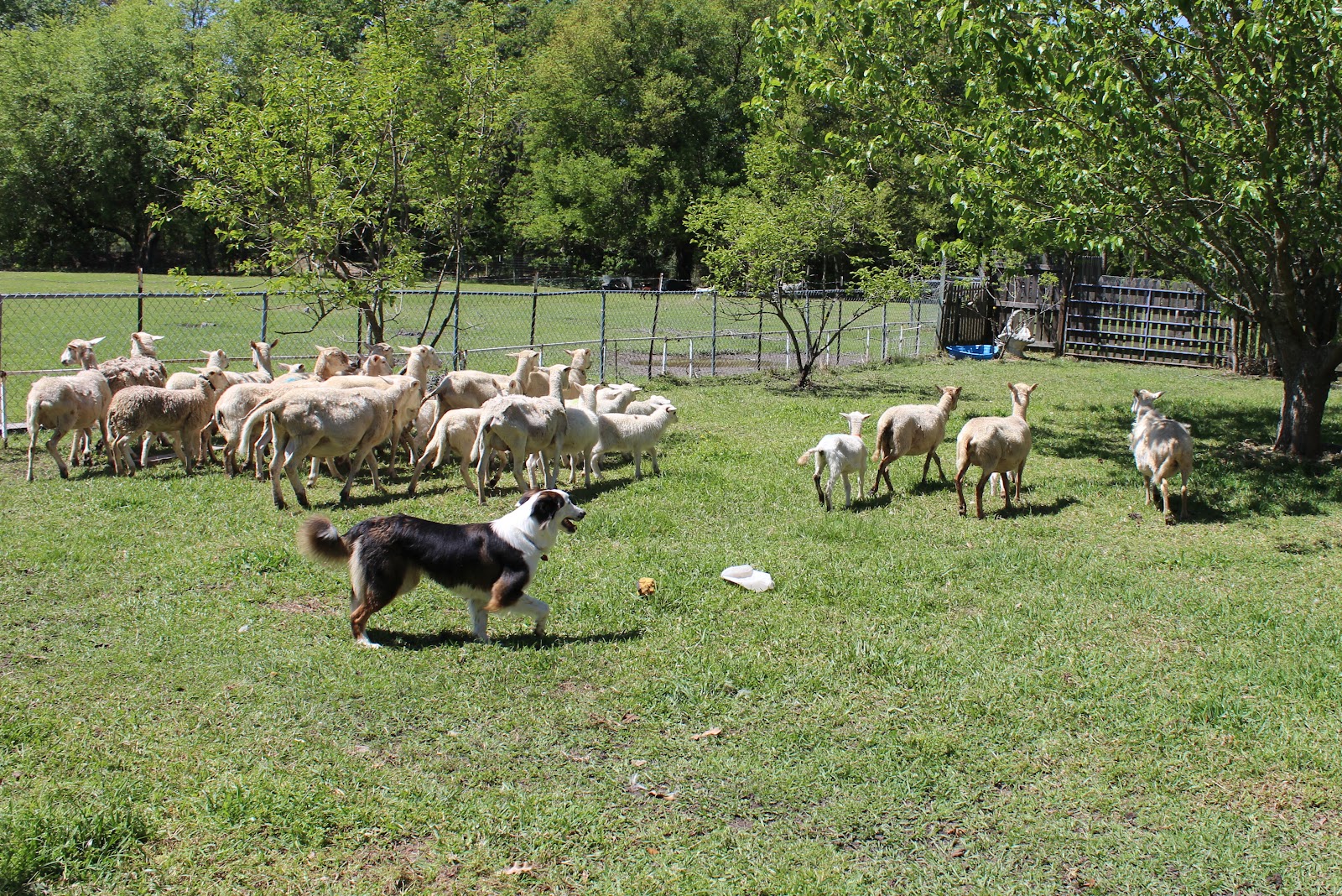 HighTail Farms Herding Training