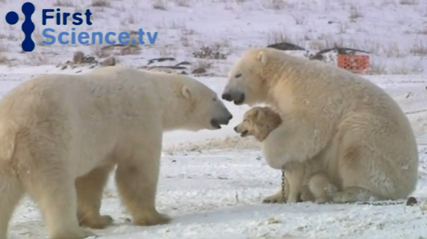 Спаривание белое. Белый медведь обнимает собаку. Дружба белого медведя и собаки. Медведи целуются. Белые медведи обнимаются.