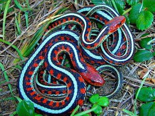 San francisco garter snake