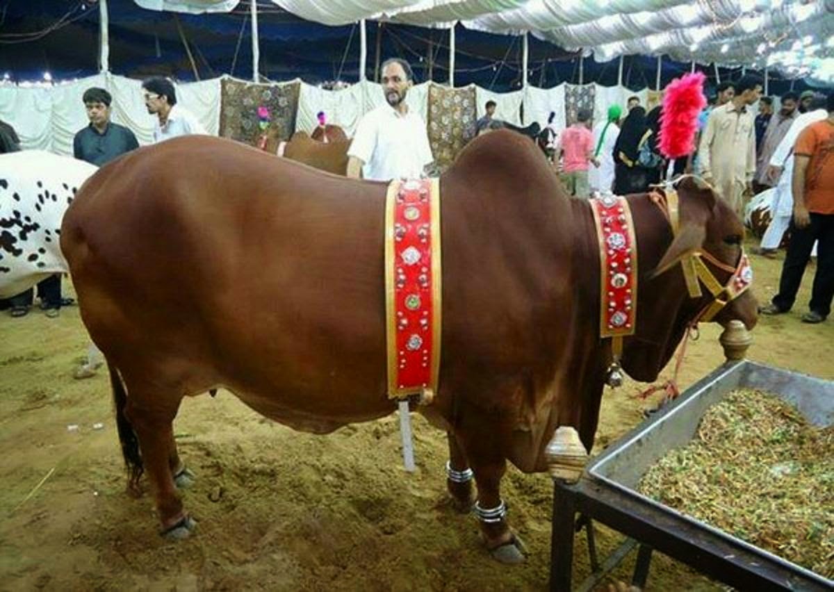 Free Download HD Wallpapers: Bakra Eid Cow Qurbani HD Wallpapers