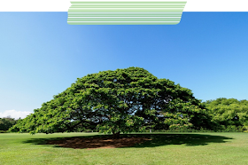 Pohon Hitachi di Taman Moanalua