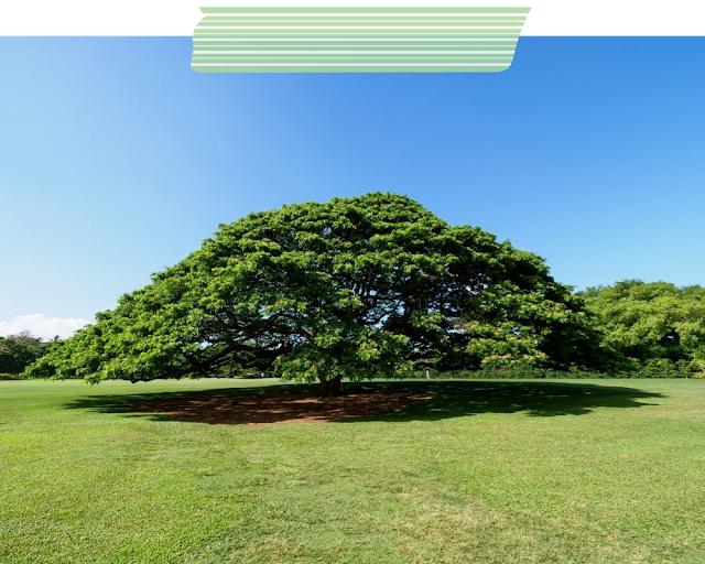 Pohon Hitachi di Taman Moanalua