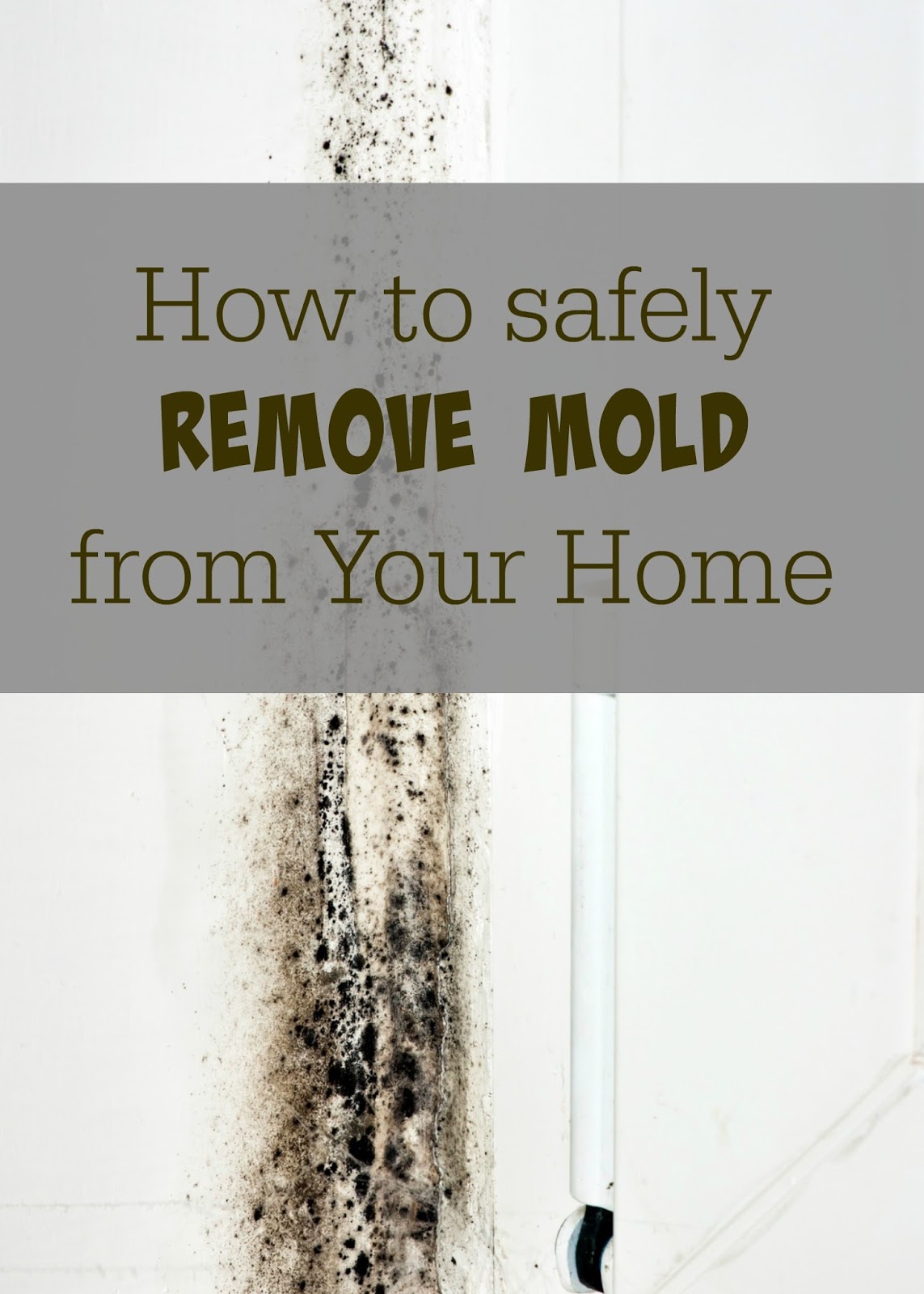 How to Safely and Effectively Get Rid of Mold In Your Home Lille Punkin'