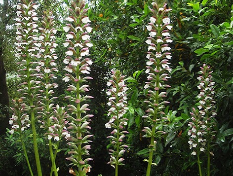 Flores del acanto